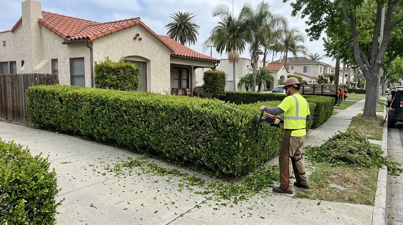 Hedge Trimming & Shrub Care Long Beach